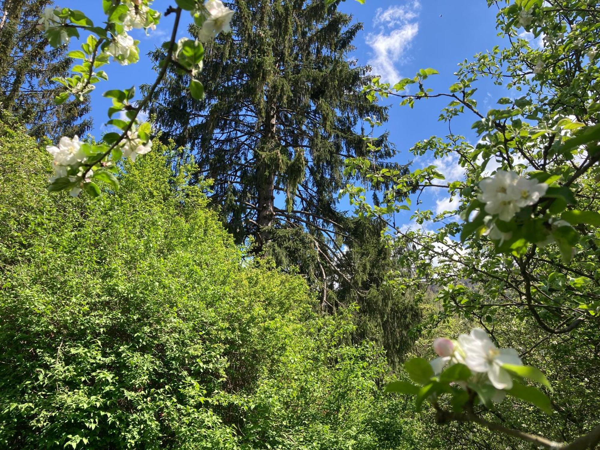 Vila Flavia Sinaia Bagian luar foto